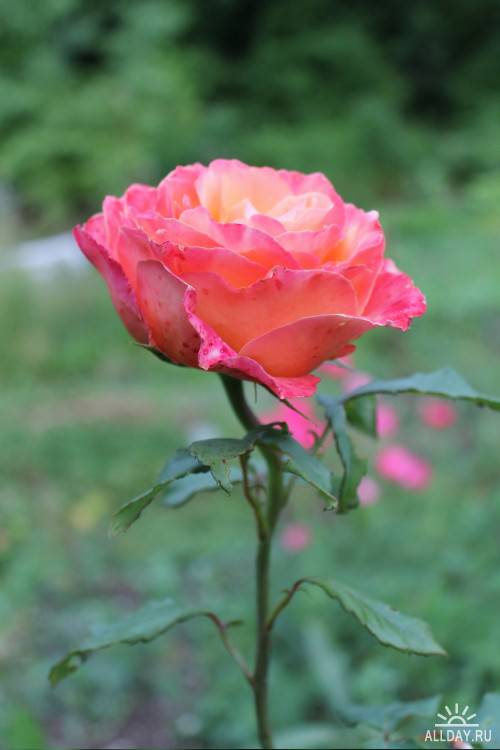 Фотосток – Кусты роз