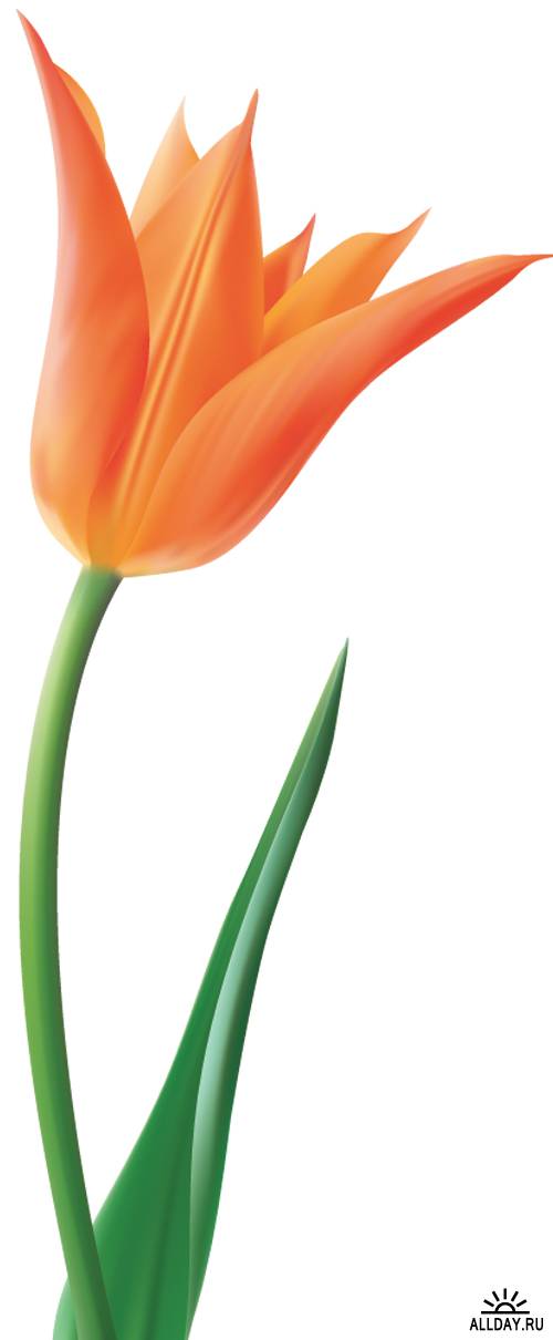 Векторная Графика весенних цветов|Spring flowers vector Graphics