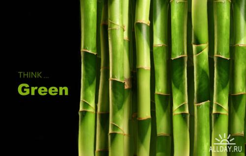 Bamboo | Бамбук - качественный стоковый клипарт