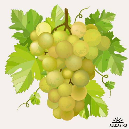 Векторный виноград #3 - Векторный клипарт