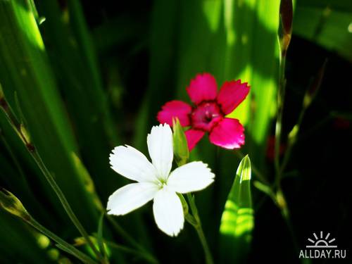 Wild Flowers | Полевые цветы