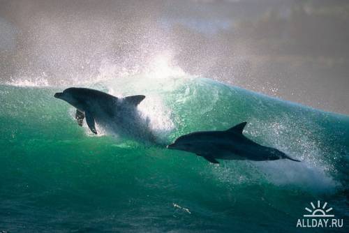 Дельфины - Фотограф Greg Huglin