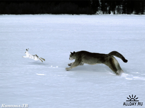 Зимние фото животных