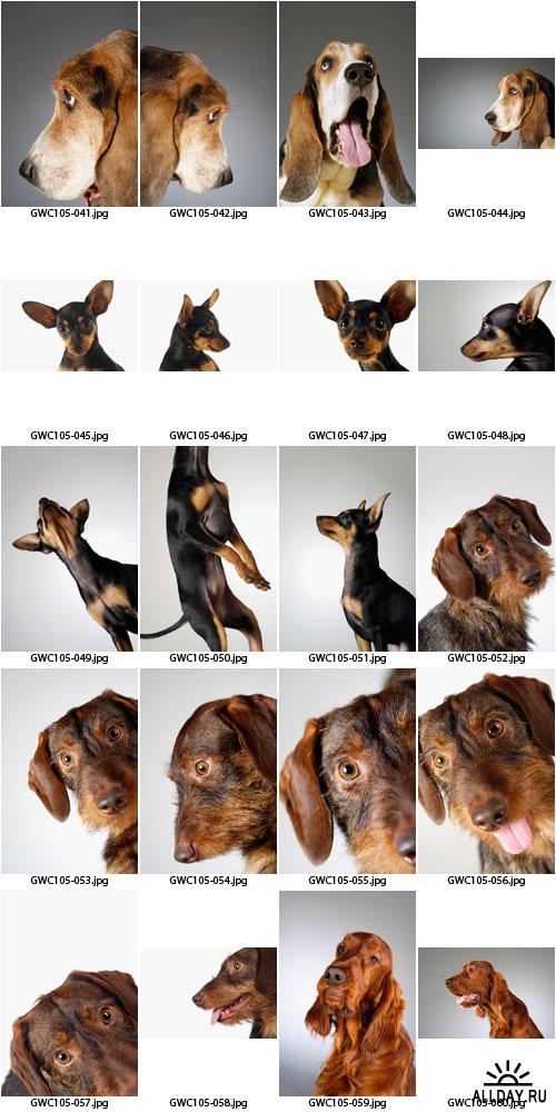 Glow Images | GWC105 | Dog Emotions