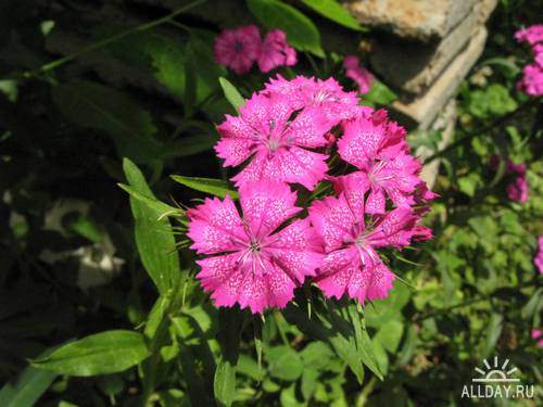 Flowers - cloves, carnations | Цветы - гвоздики