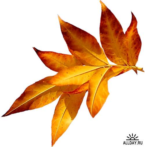 Осенние листья - набор элементов для графических работ