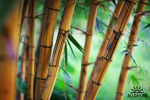 Bamboo | Бамбук - качественный стоковый клипарт