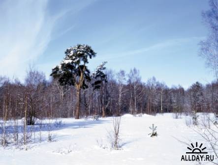 60 фотоизображений зимней природы