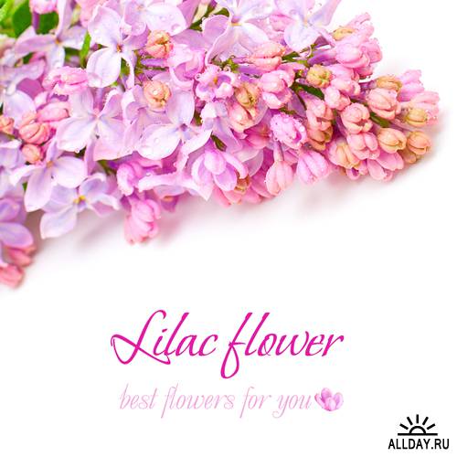 Cute flowers card