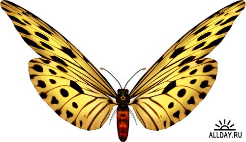 Клипарт - Бабочки (18 PSD файлов)