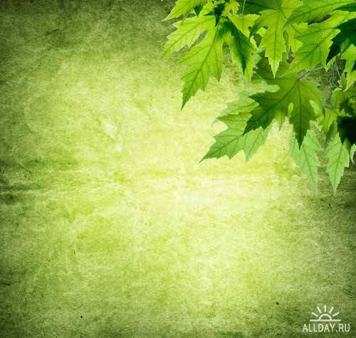 Stock Photo: Green leaves background | Зеленый фон с листьями