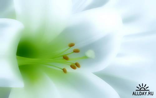 Flowers - lilies | Цветы: полевые и садовые лилии