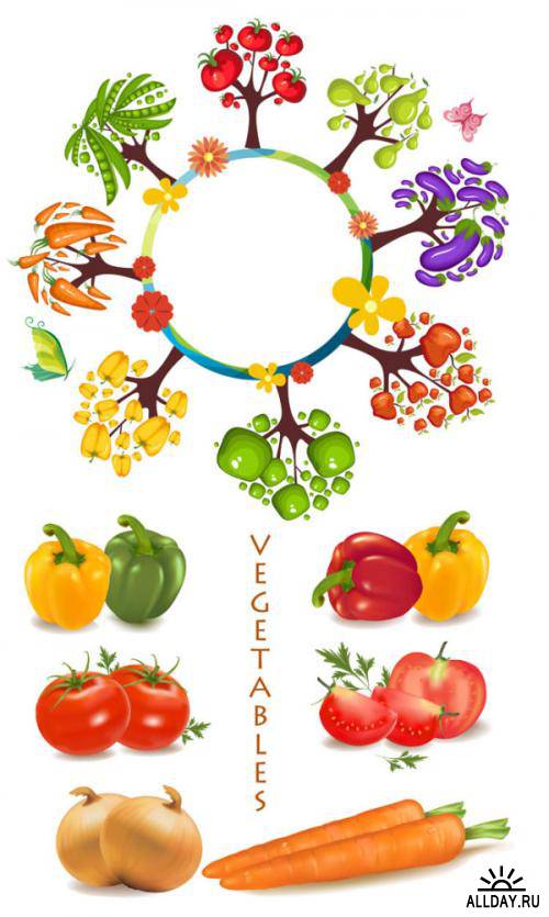 Tomatoes Vector