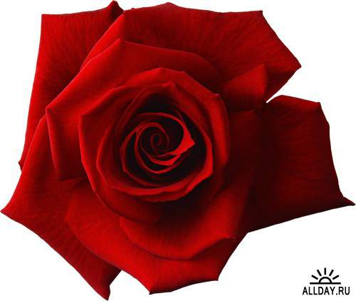 Flowers: Red and burgundy roses 4 | Цветы - красные и бордовые розы 4