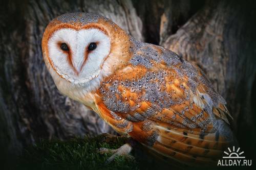 Owls  Wallpaper