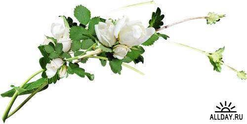 Белые розы - цветы и букеты