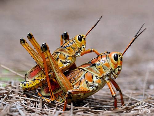Amazing Insects and Arachnids Wallpapers