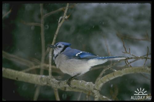 Corel Photo Libraries - COR-008.1 Birds II