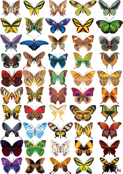 Сборник бабочек в векторе