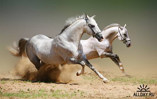 Stock photo - Beautiful Horses (  Красивые Лошади)