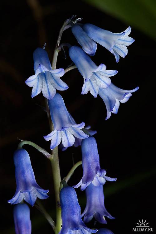 Flowers - bluebells & tinklers 3 | Цветы - колокольчики 3