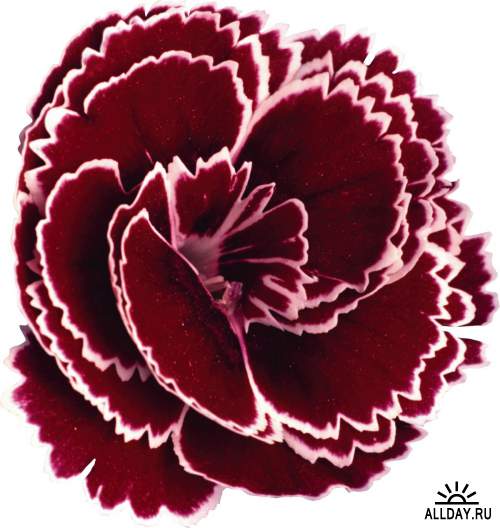 Flowers - cloves, carnations | Цветы - гвоздики