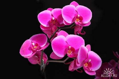 Orhids # 2 \ Орхидеи # 2