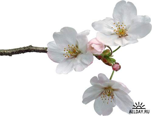 Spring, flowers, trees 2 | Весна, цветы, деревья 2 - Набор элементов для коллажей и скрапбукинга
