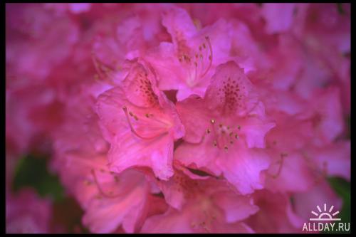 Corel Photo Libraries - COR-013 Flowers