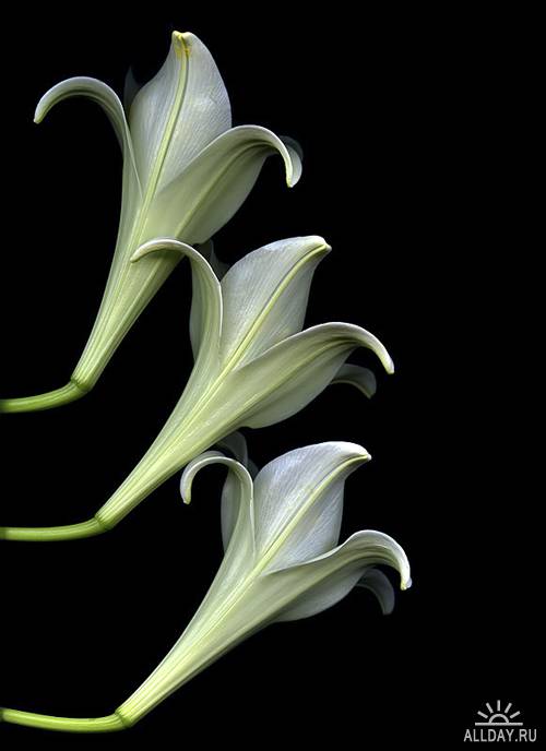 Чарующие цветы от фотографа Магды Индиго (87 фото)