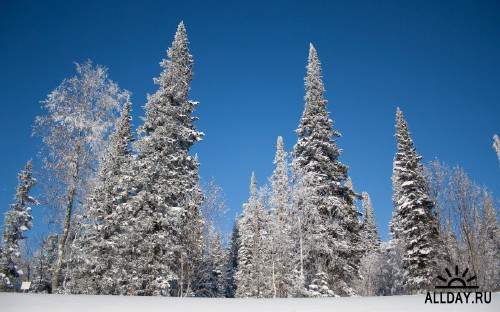 Подборка фото красивой зимней природы 13
