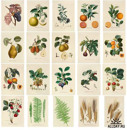Visual Language 07 Antique Botanical Illustrations 1640-1900