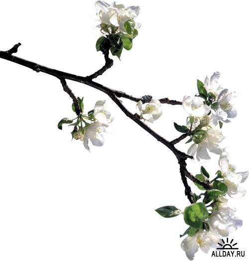 Spring, flowers, trees 3 | Весна, цветы, деревья 3 - Набор элементов для коллажей и скрапбукинга