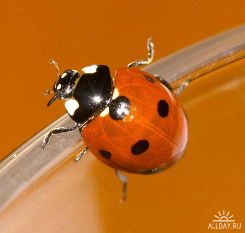 Stock Photo: Close-up of a ladybug | Божья коровка крупным планом