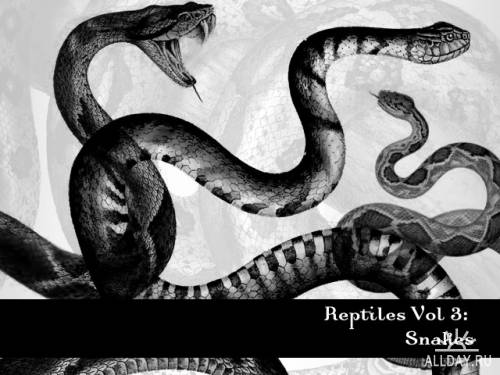 Кисти - Старинные иллюстрации Рептилий / Reptiles