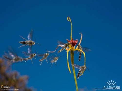 Фото обои с орхидеями от National Geographic