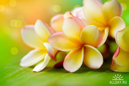 Летние цветы - Растровый клипарт | Summer flowers - UHQ Stock Photo