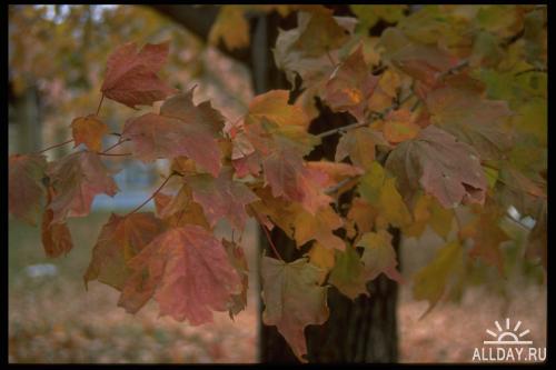 Corel Photo Libraries - COR-009 Trees & Leaves
