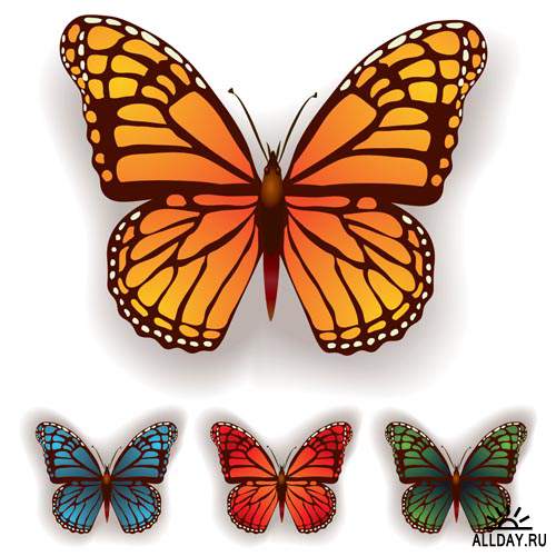 Прекрасные бабочки #9 - Векторный клипарт