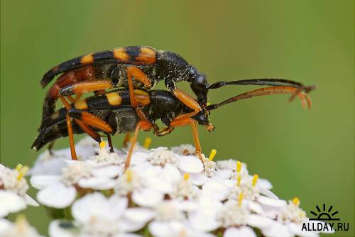 Окружающий мир через фотообъектив - Insects: Coleoptera (Насекомые: Жуки)Часть 8
