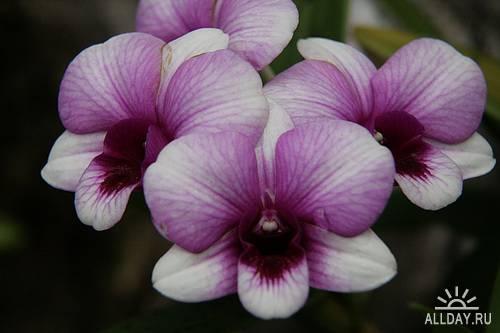 Orhids # 5 \ Орхидеи # 5