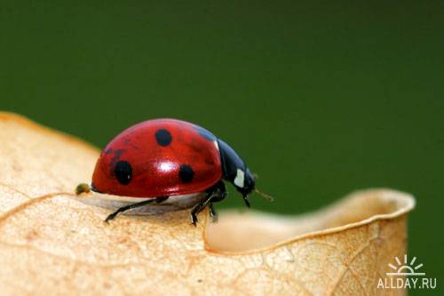 Stock Photo: Close-up of a ladybug | Божья коровка крупным планом