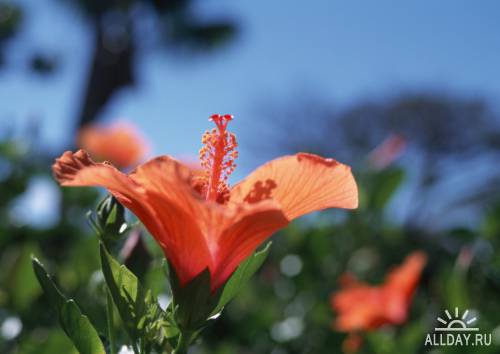Фотосток – Тропические растения