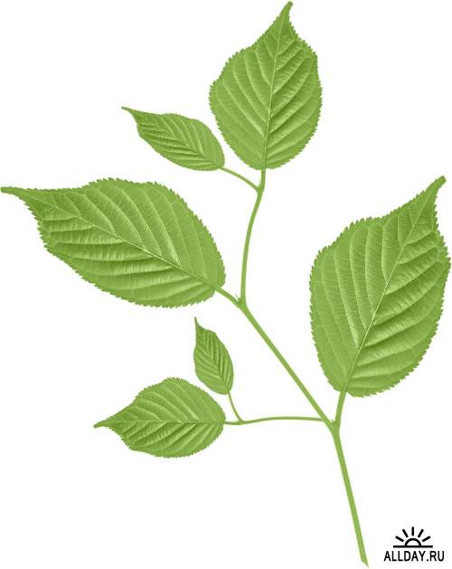 Branch with leaves and without leaves 1 | Ветка с листьями и без листьев 1 - Набор элементов для коллажей