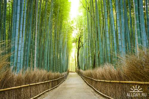 Коллекция красивых бамбуковых зарослей | Collection of beautiful bamboo thickets