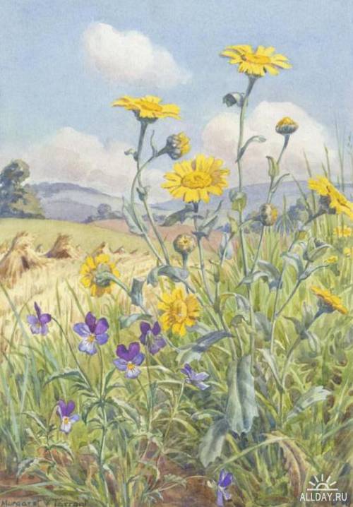 Английский иллюстратор Margaret Winifred Tarrant (1888-1959)