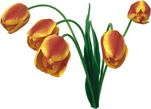 Yellow Tulips Желтые тюльпаны - вестники разлуки...
