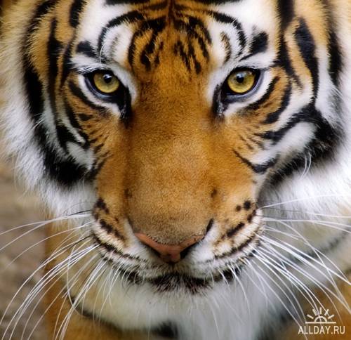 Тигры - Растровый клипарт | Tiger - UHQ Stock Photo