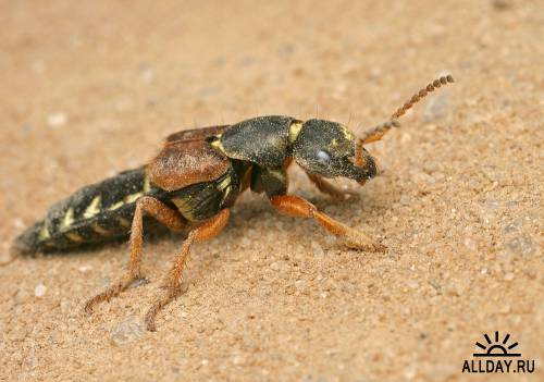 Окружающий мир через фотообъектив - Insects: Coleoptera (Насекомые: Жуки)Часть 5