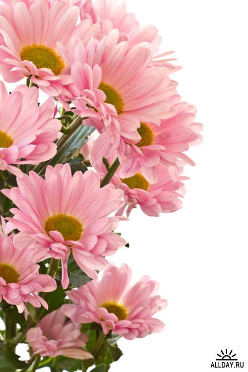 Beautiful pink chrysanthemums